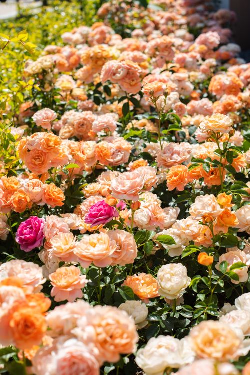 Free A lively rose garden showcasing beautiful peach and pink blossoms in sunlight. Stock Photo