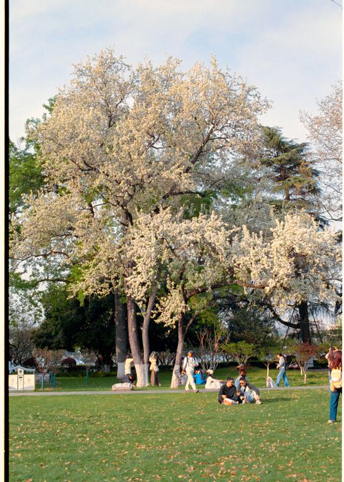 Free People relaxing in a park with vibrant spring blossoms on trees. Stock Photo