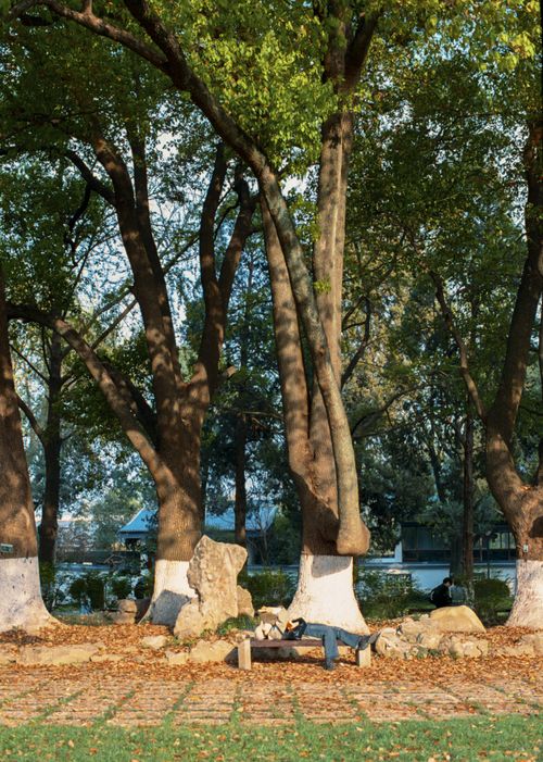 Free A person lies peacefully under trees in a serene outdoor park setting. Stock Photo