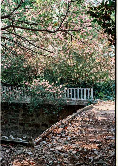 Free Dreamy spring scene of a path lined with cherry blossoms and a rustic bridge. Stock Photo