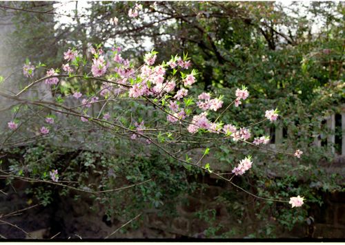 Free Beautiful pink blossoms on a tree branch in a lush garden setting, evoking spring. Stock Photo