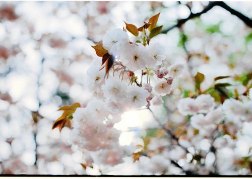Free Beautiful cherry blossoms in full bloom during spring with soft sunlight. Stock Photo