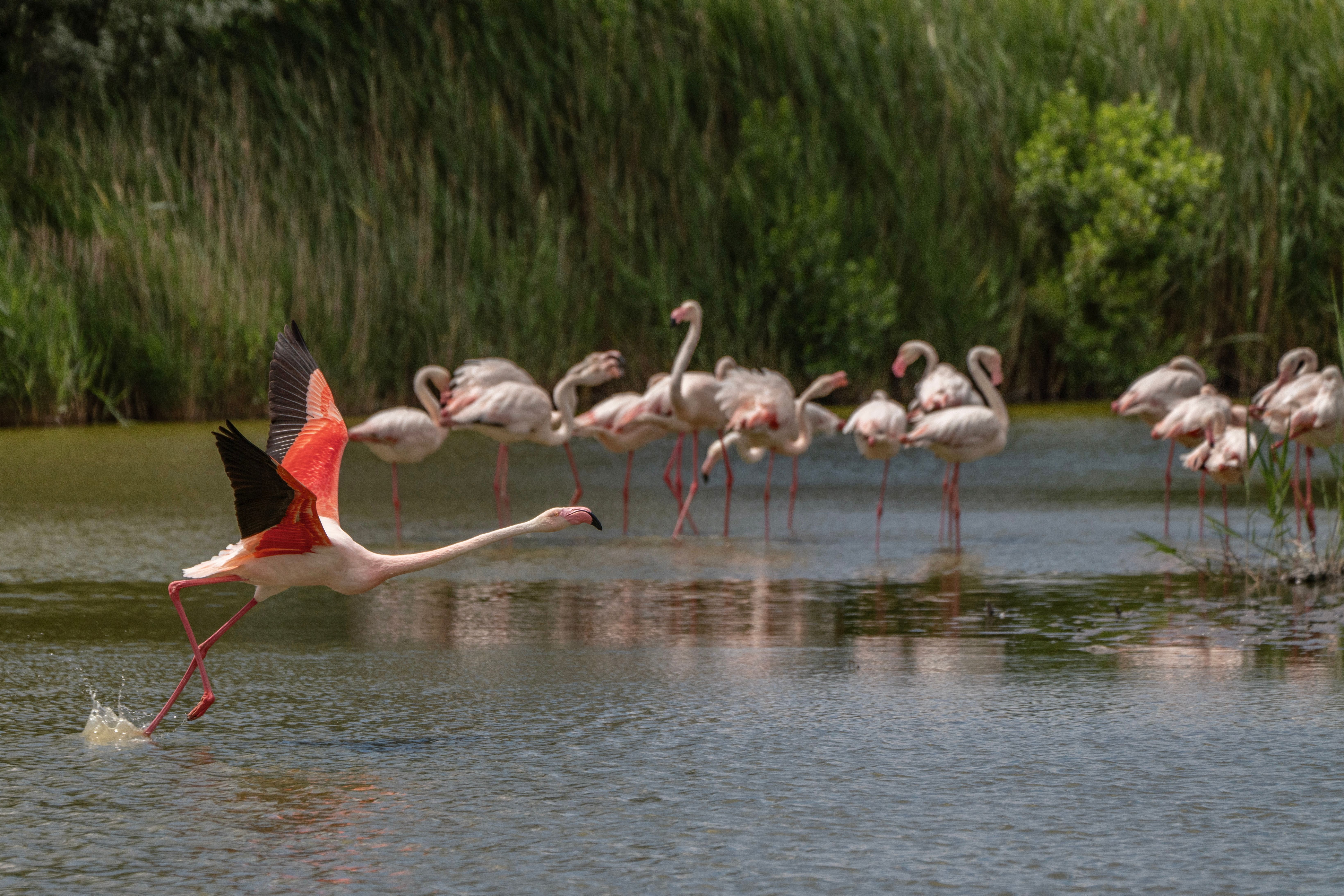 Les meilleures astuces pour photographier les oiseaux migrateurs en Camargue 