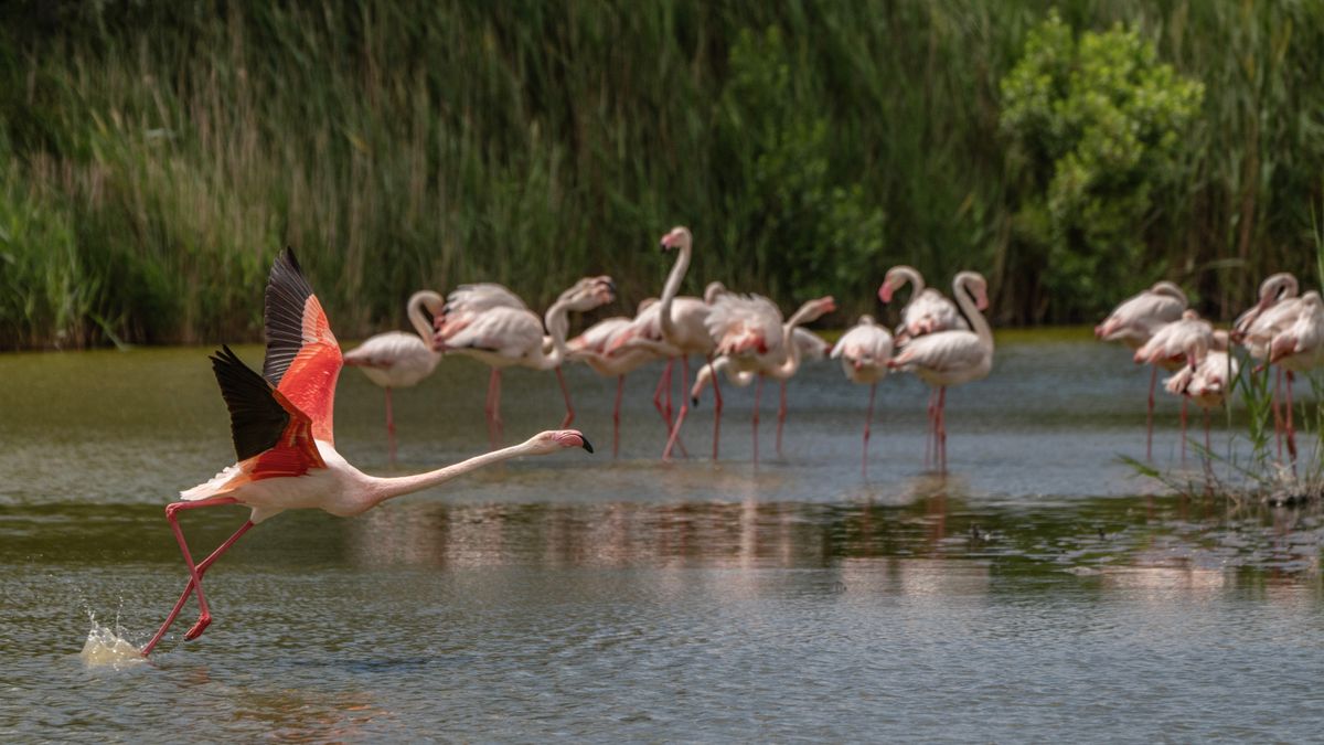 Les meilleures astuces pour photographier les oiseaux migrateurs en Camargue