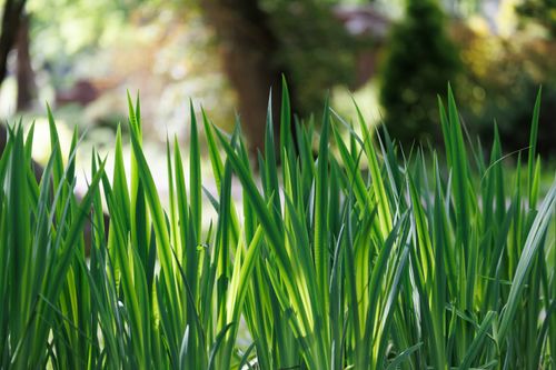 Free Vibrant green grass in a sunny Kaliningrad park, perfect for relaxation or nature themes. Stock Photo