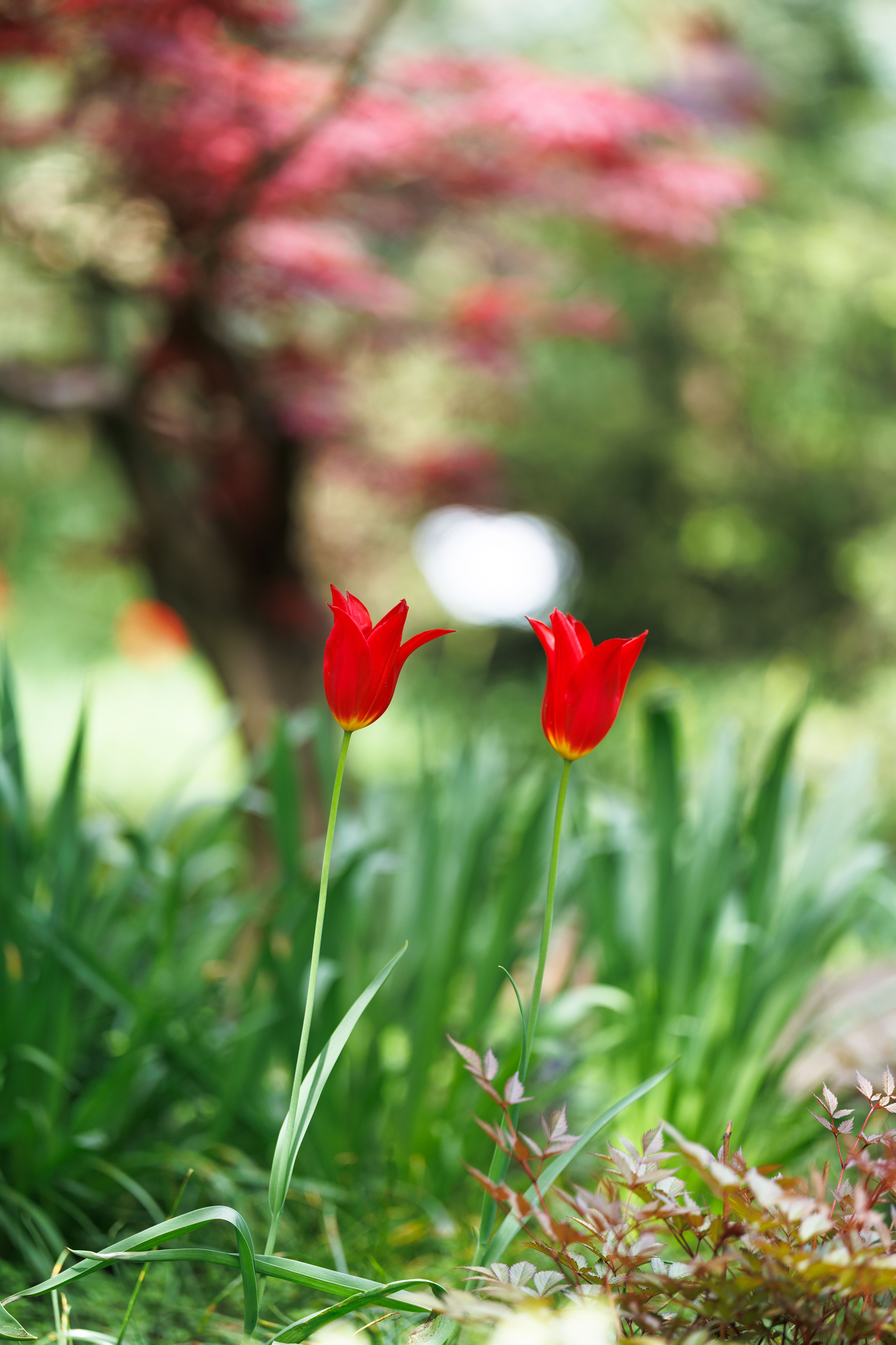 Vibrant Red Tulips in Blooming Spring Garden · Free Stock Photo