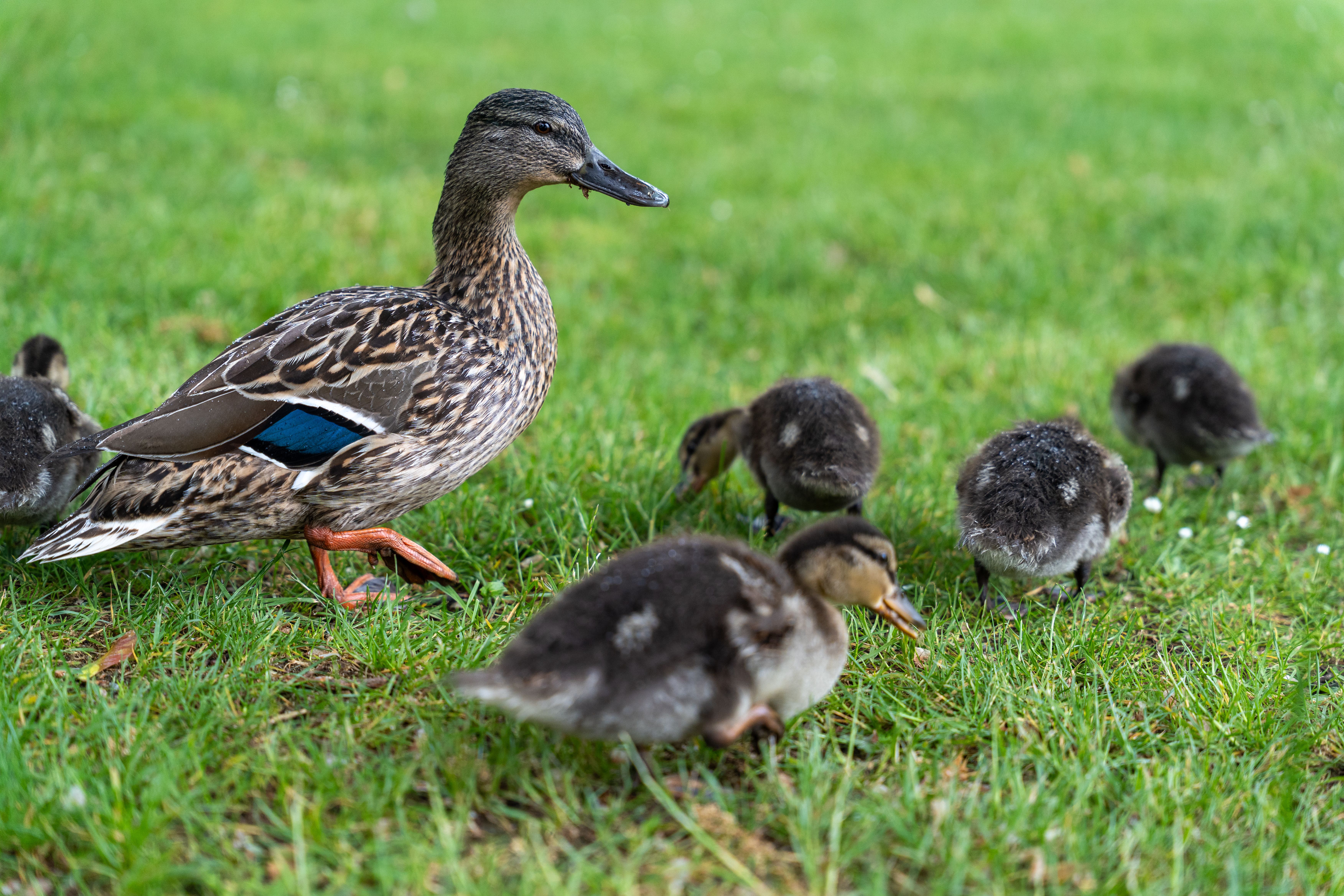What animal eats baby ducks? - The Institute for Environmental Research ...