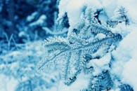 冬日的霜雪覆盖松枝，这一细致景观展现了大自然的美丽