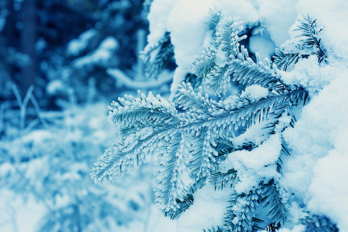 Free Snow Covered Pine Tree Stock Photo