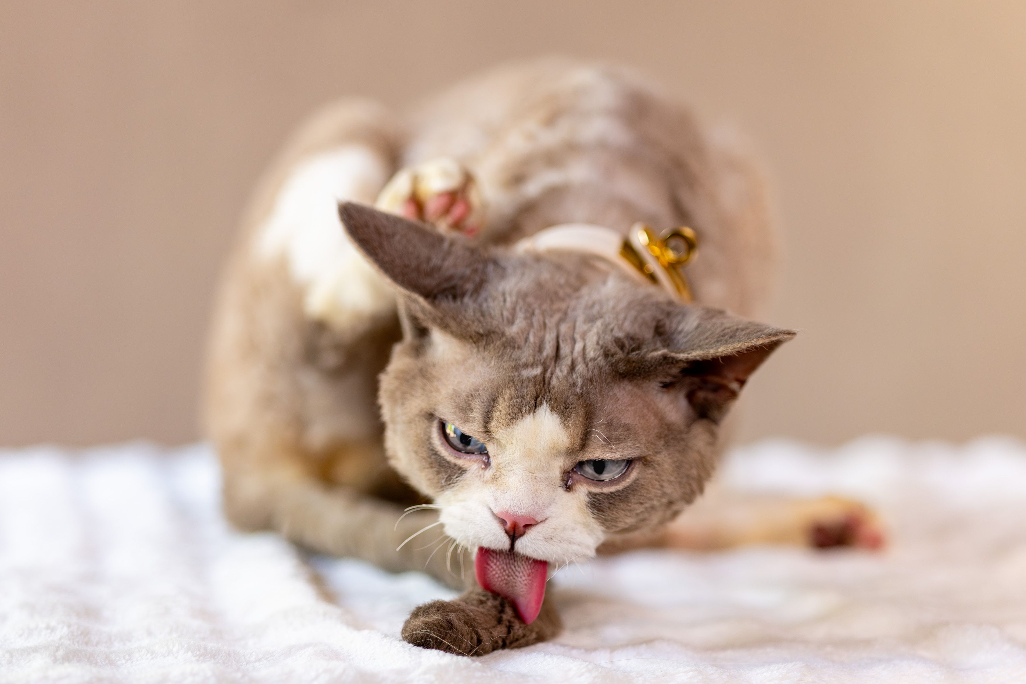 Velvet Paws preview