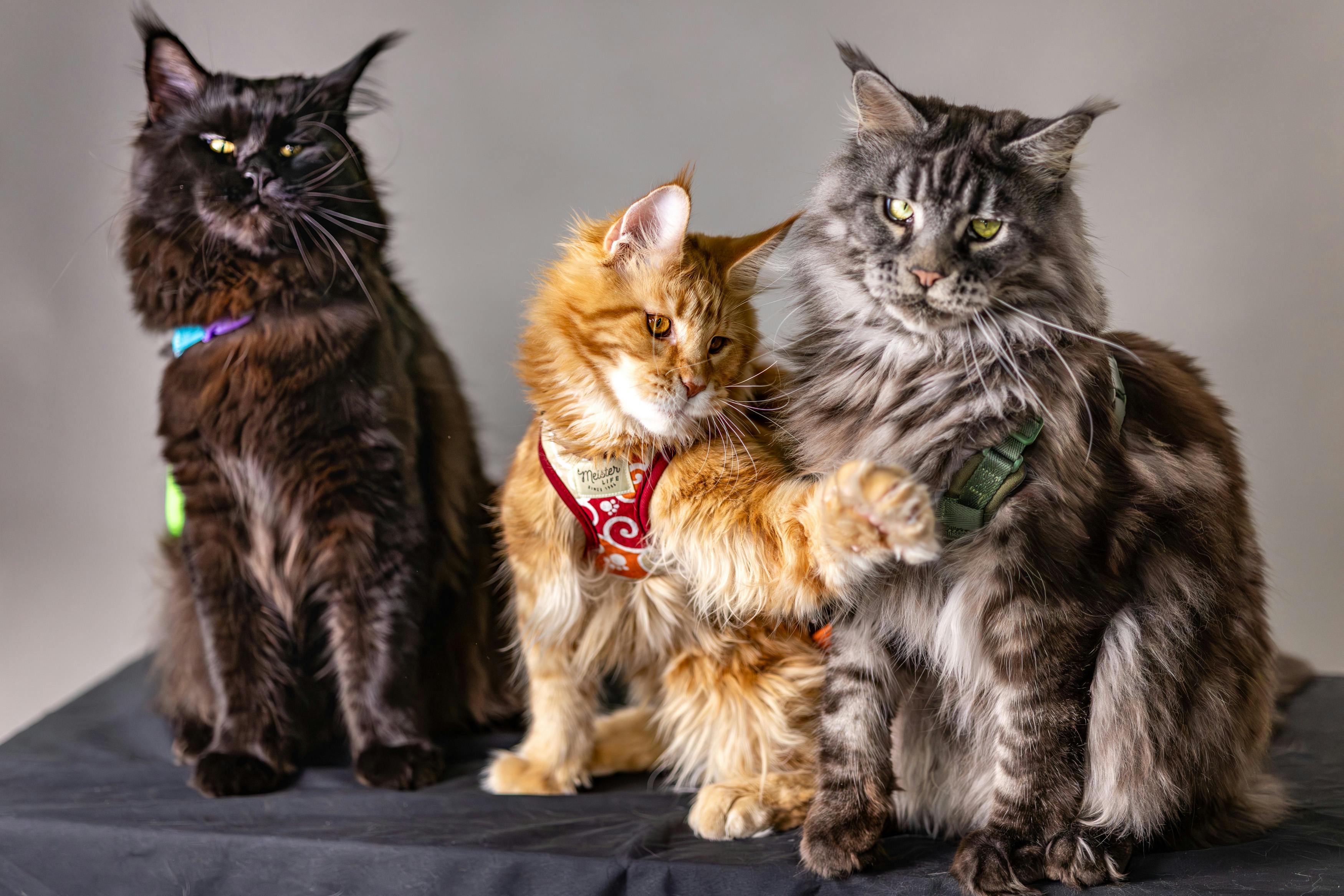 Paodduk Cat Grooming Apron - Gray Pet Hair Cutting Cape, Soft Polyester, Foldable For Cats, Dogs, Long-Hair Pets — Photo by Y