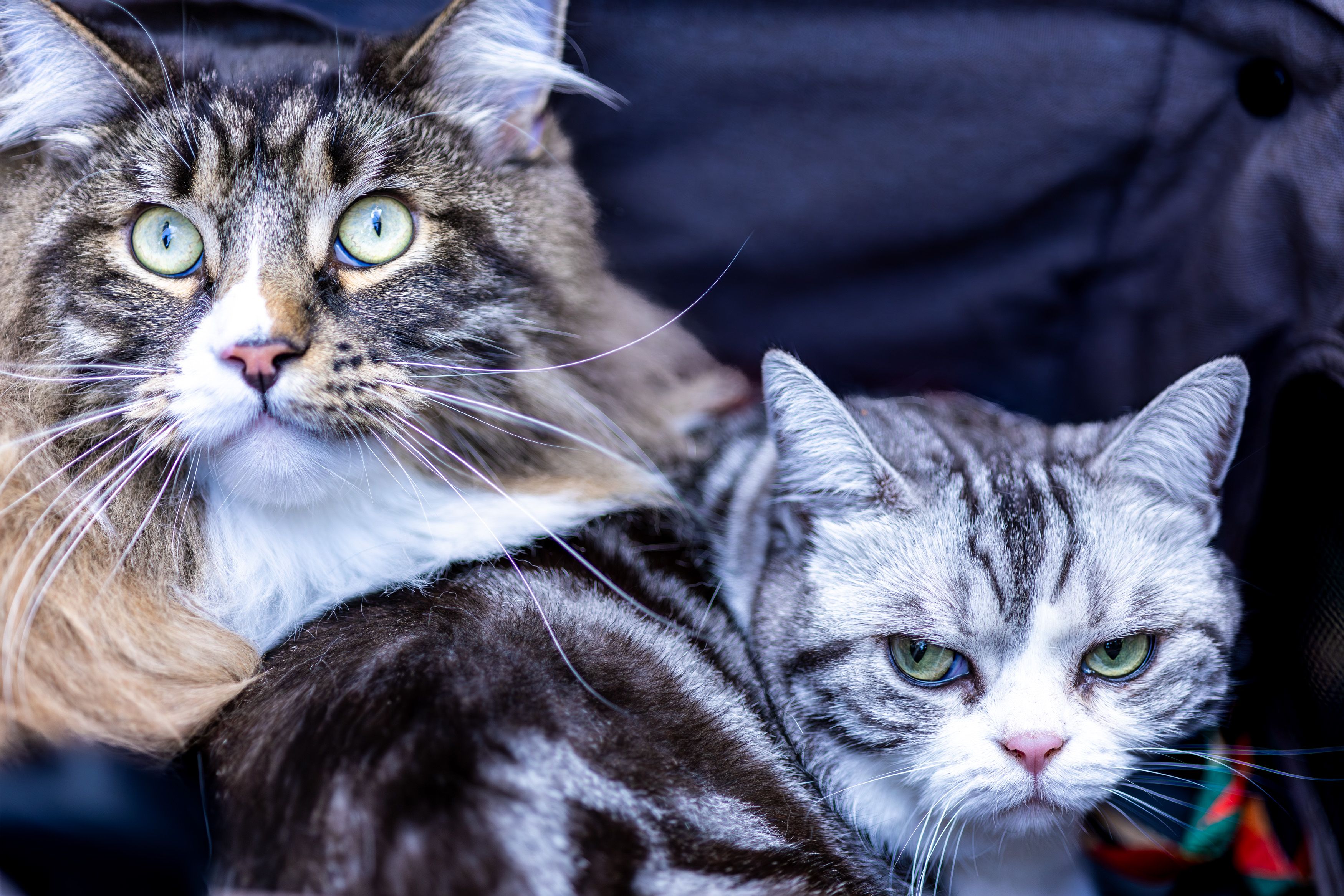 Portrait of a cat at a veterinary clinic