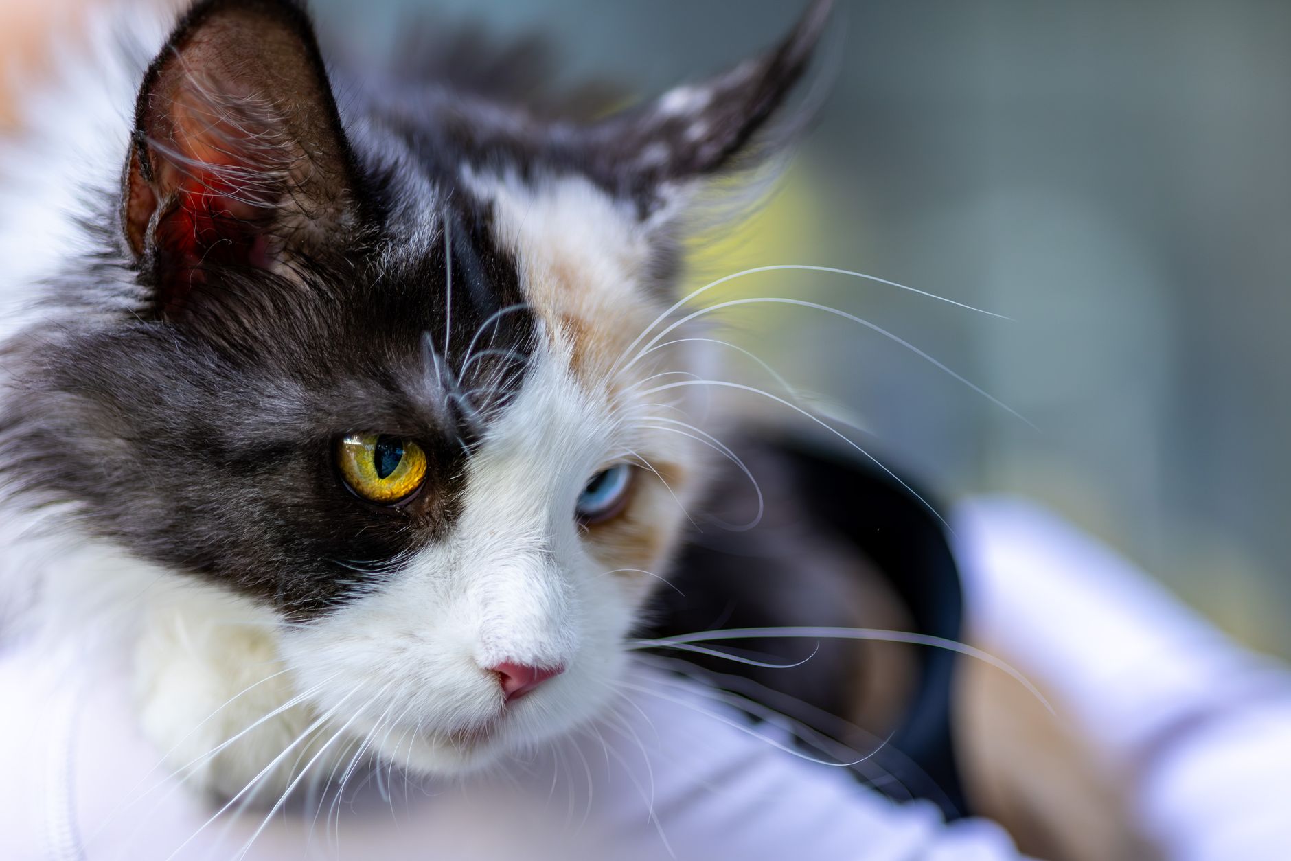 Veterinarian examining a pet during a checkup