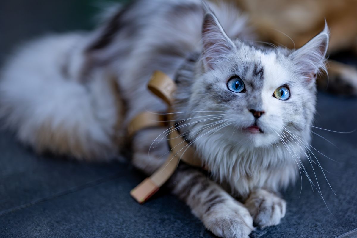 Maine Coon noir : caractéristiques et prix - Facteurs influençant le prix d’un Maine Coon noir