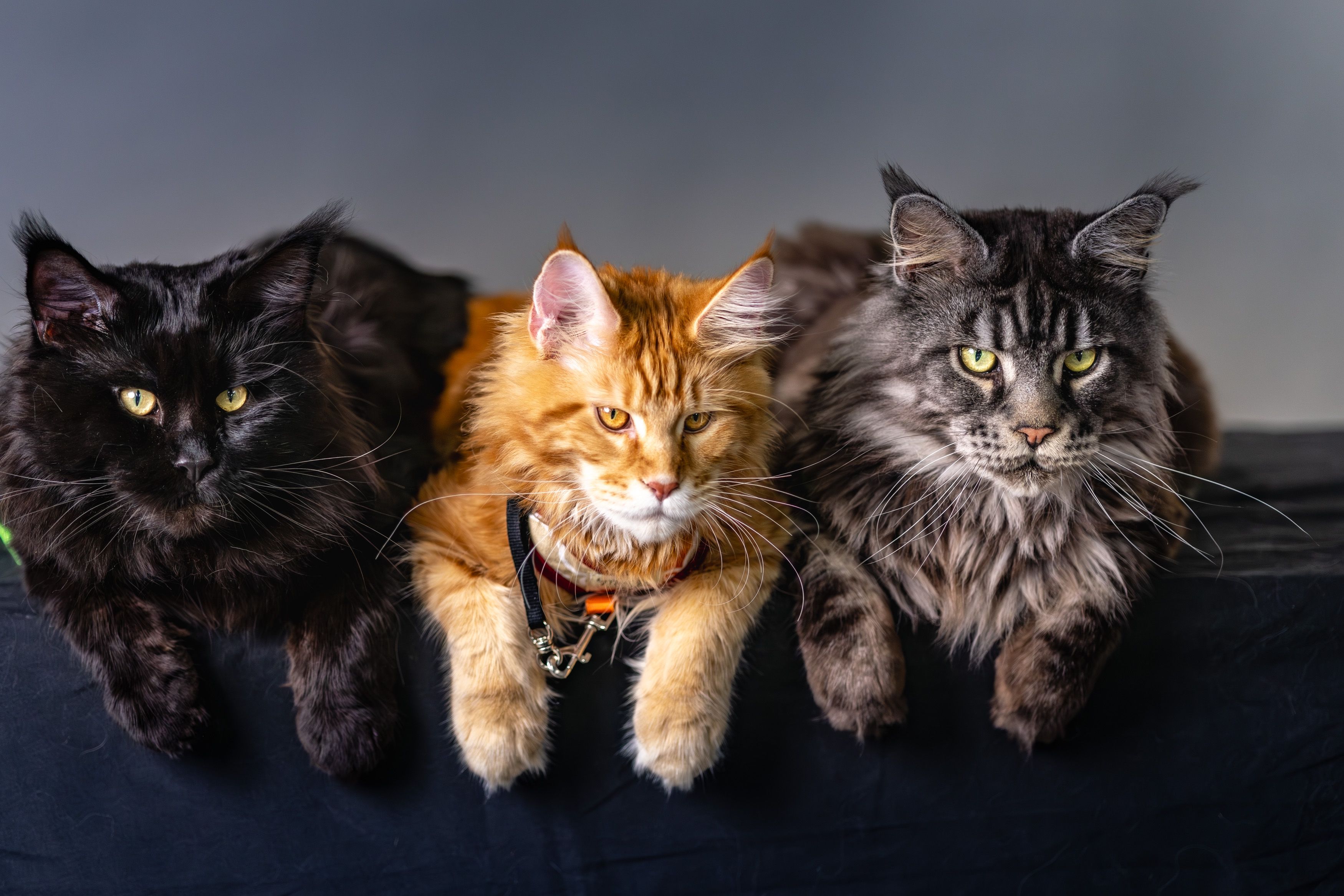 Portrait of three majestic Maine Coon cats lounging indoors, showcasing their distinct fur colors and patterns.
