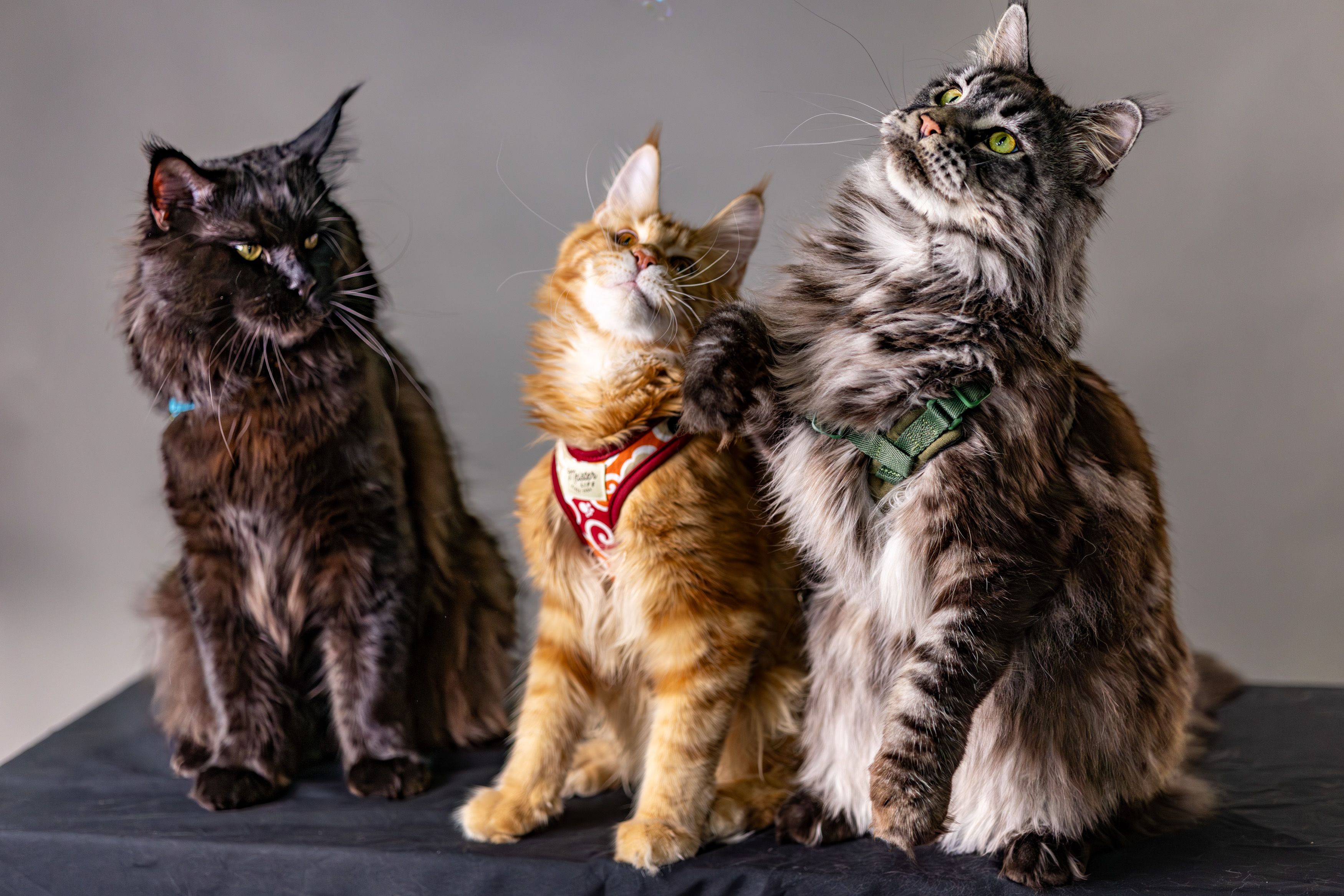 Portrait of a cat at a veterinary clinic