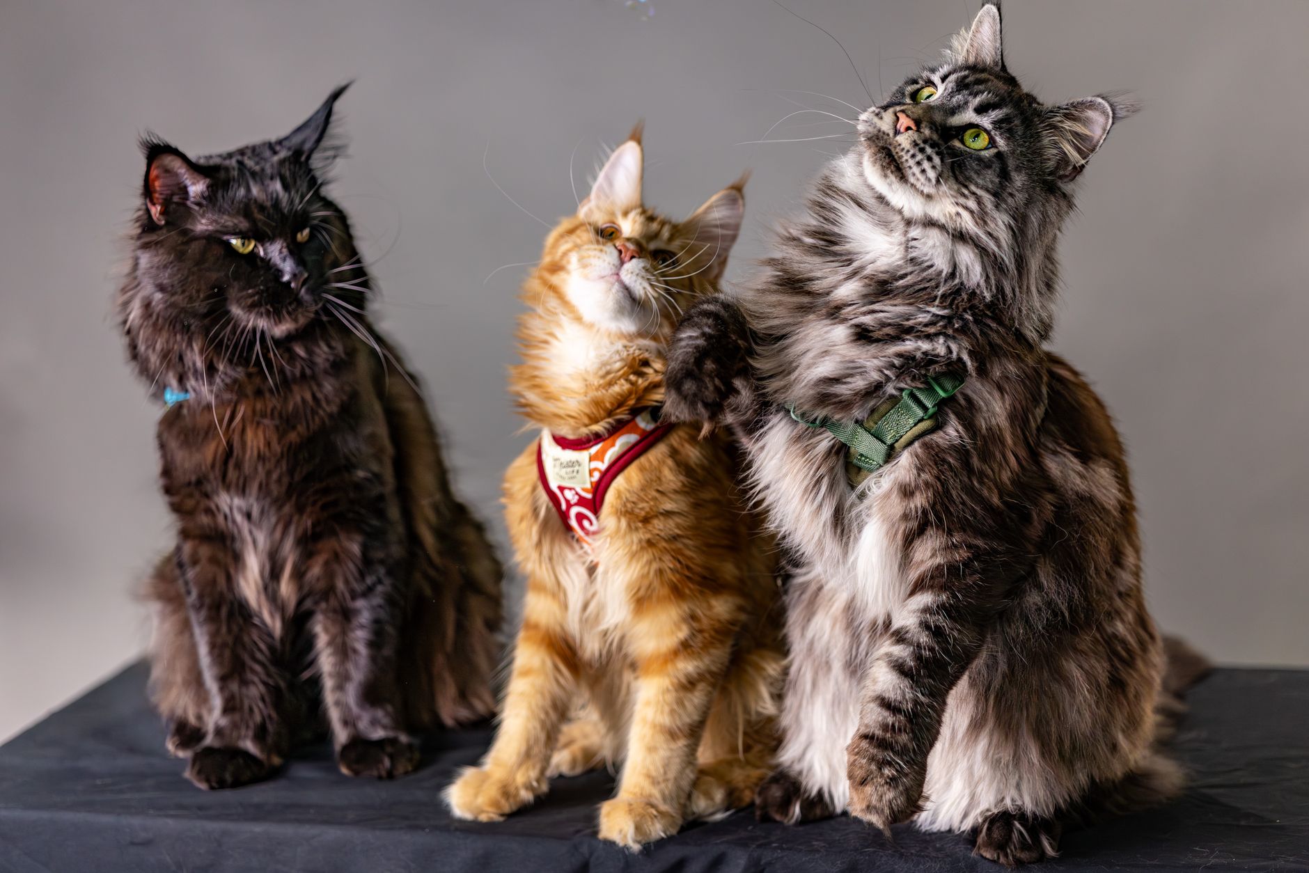 Portrait of a cat at a veterinary clinic