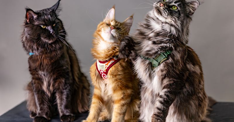 Chat Maine Coon : Guide Complet Race et Soins