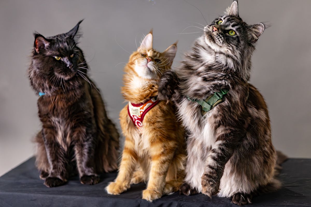 Trois chats Maine Coon posent en studio, capturant leur pelage majestueux et leurs expressions distinctes.