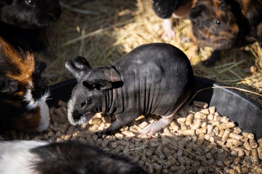 A hairless guinea pig feeding among its furry companions in a sunlit enclosure.
