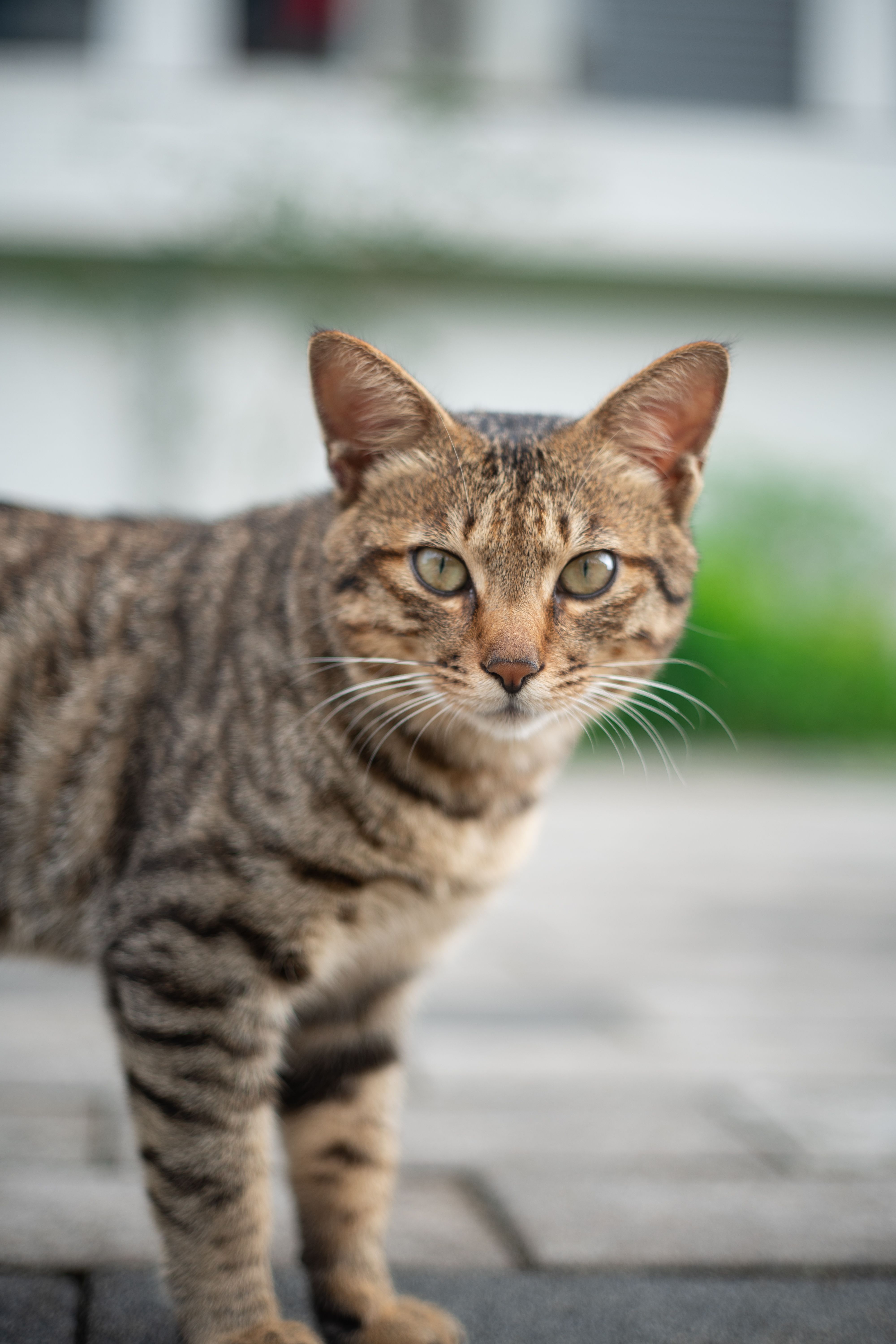 Close-up of a Tabby Cat Outdoors · Free Stock Photo