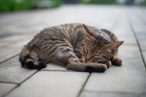 Free A serene tabby cat comfortably sleeping on a city pavement outdoors on a bright day. Stock Photo