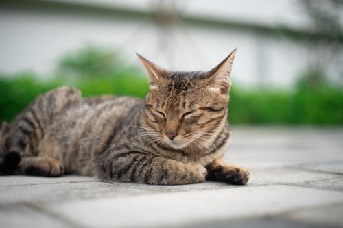 Free A serene tabby cat sleeping on a tiled surface with greenery in the background. Stock Photo