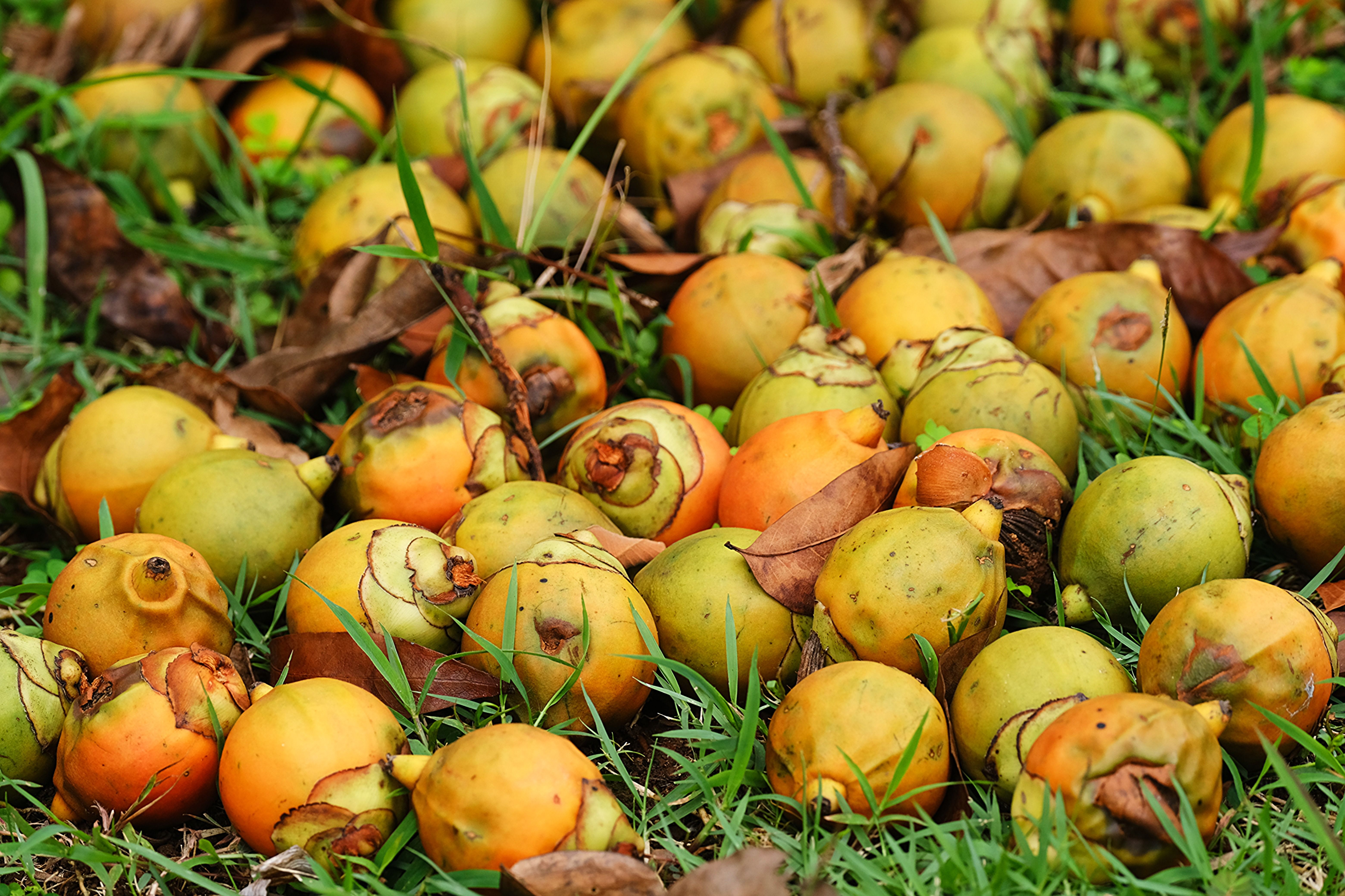 Areca Nut