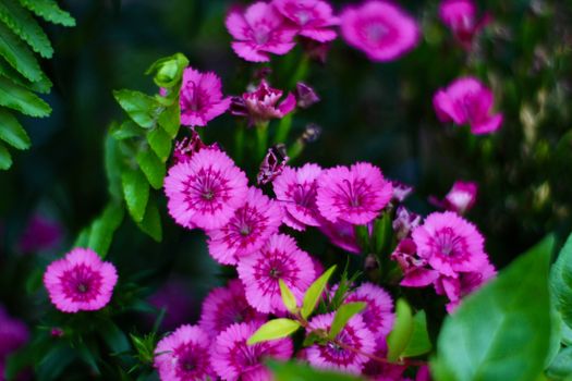 Close-up of vivid pink Dianthus flowers with lush green leaves in a garden.