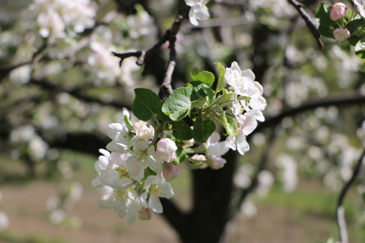 Hood River Apple Honey