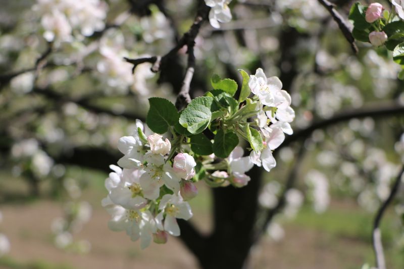 Hood River Apple Honey