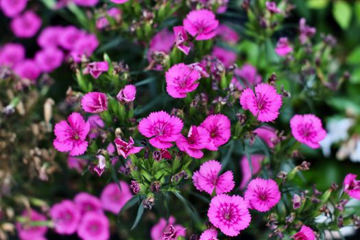 Close-up of vibrant pink dianthus flowers in full bloom, showcasing their intricate petals.