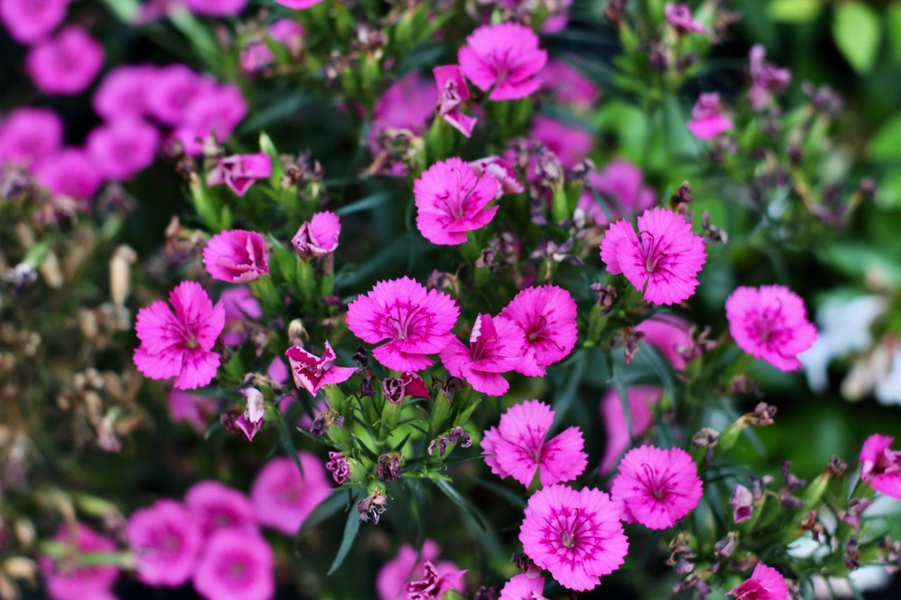close up of vibrant pink dianthus flowers in full bloom showcasing the