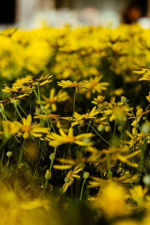 Free Vibrant yellow wildflowers blooming in a sunlit field, capturing the essence of nature. Stock Photo