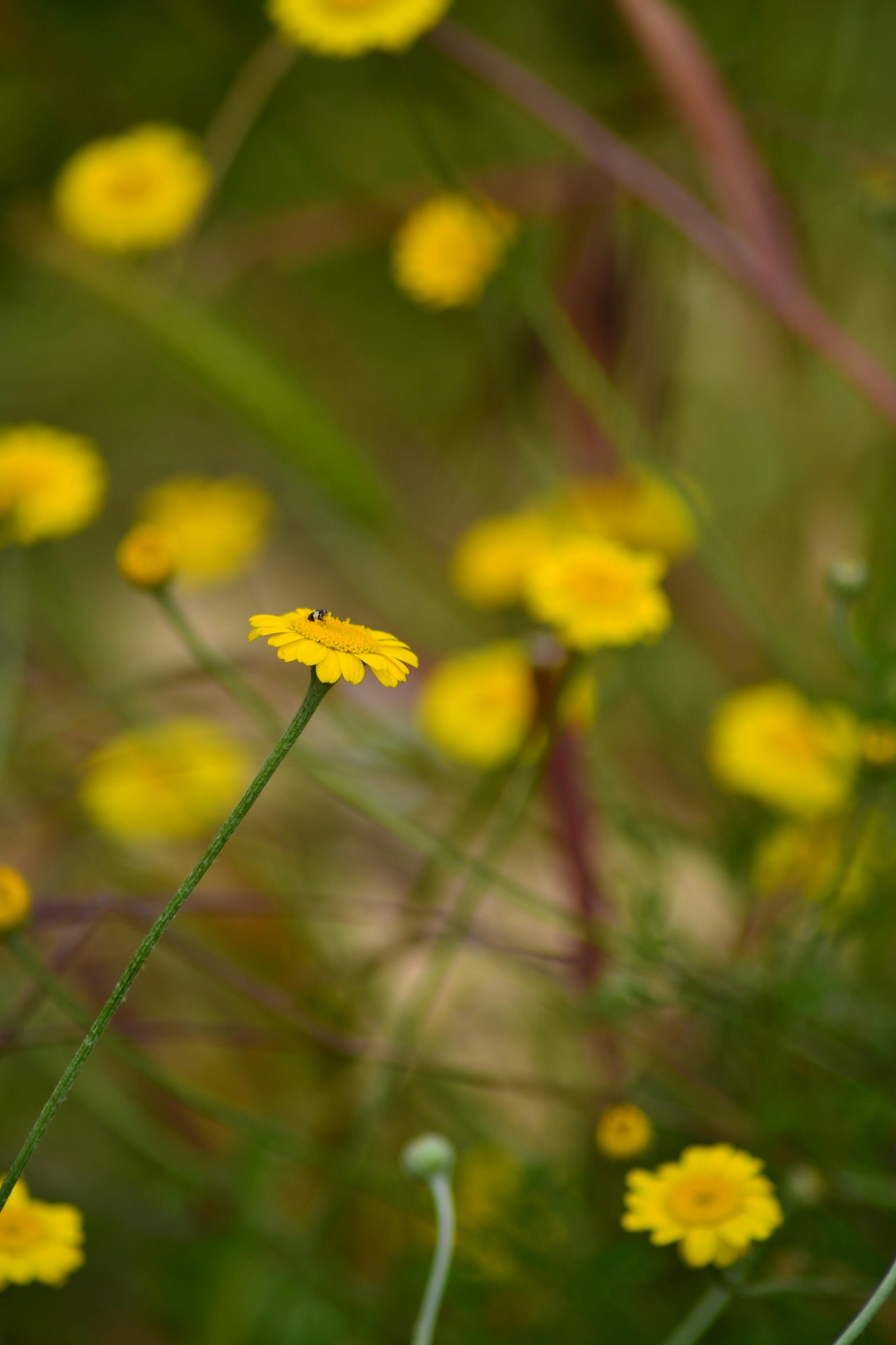 [ColoSach]-a-beautiful-close-up-of-yellow-wildflowers-in-a-vibrant,-lush-setting,-capturing-the-essence-of-spring.