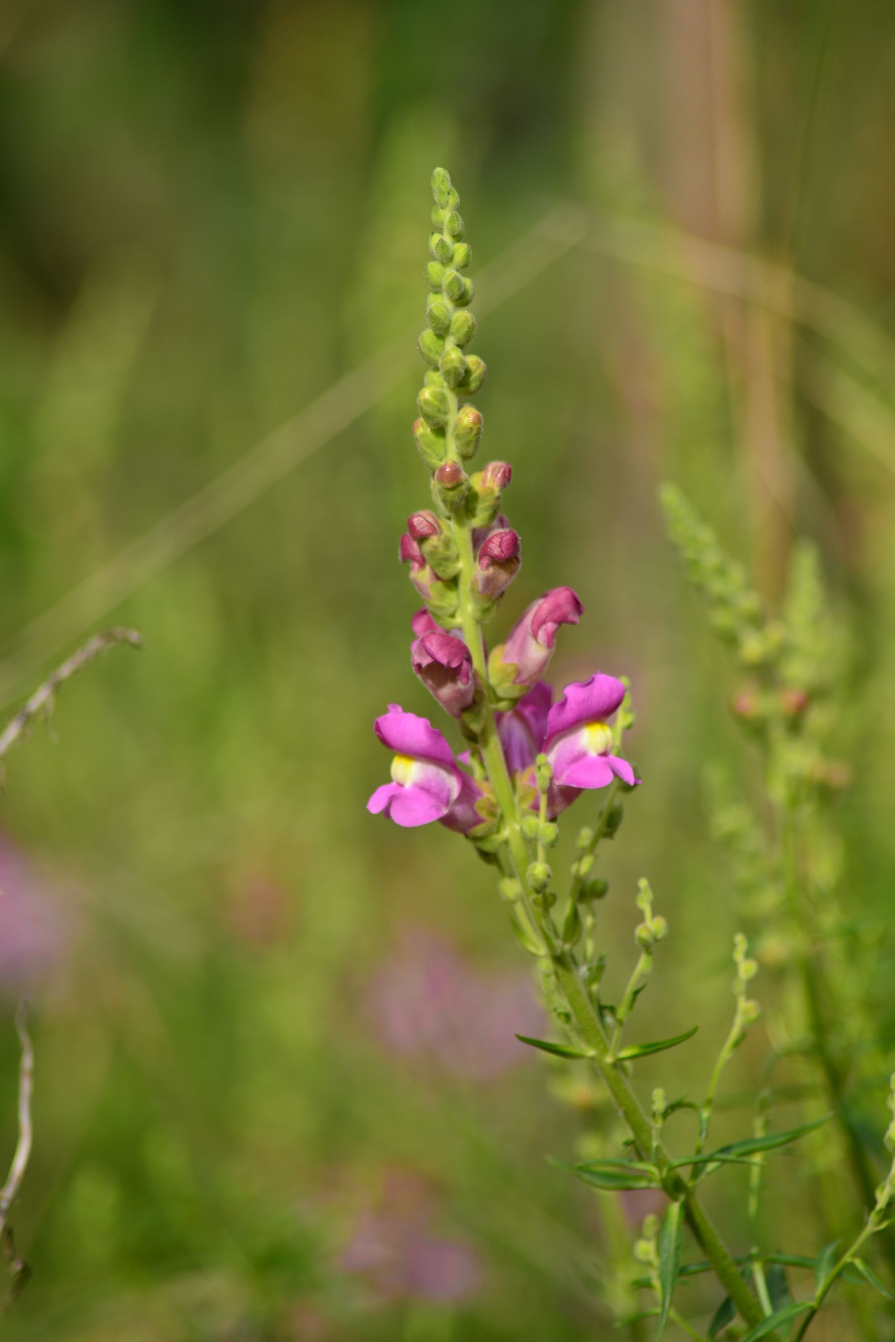 Pink snapdragon flowers growing outdoors