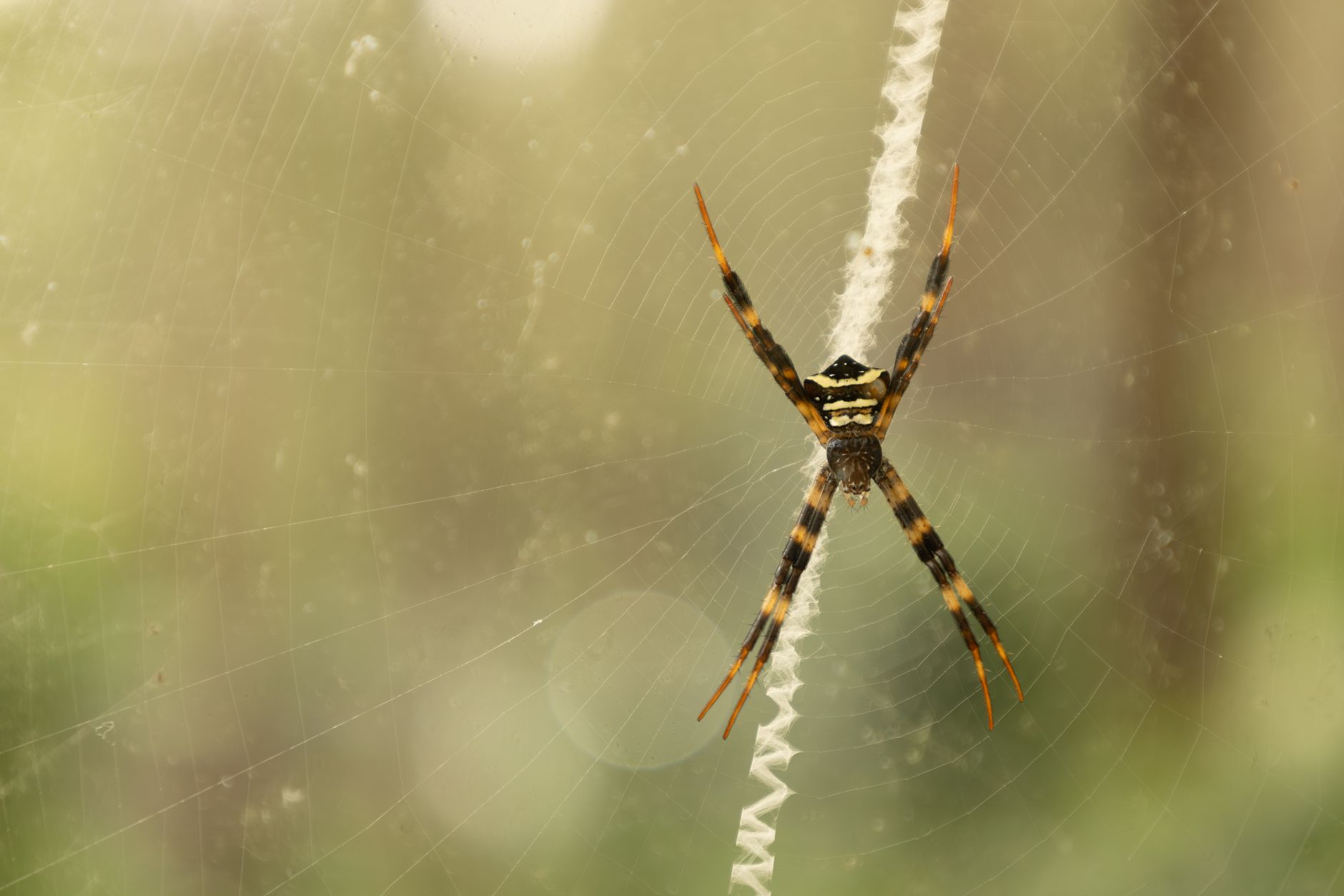 Detailed macro shot of St Andrew's Cross Spider in its web, showcasing intricate patterns and natural beauty.
