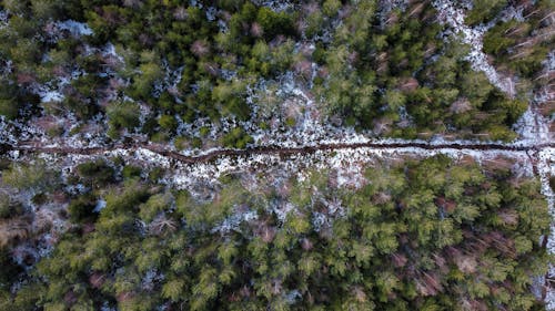 Free Pathway Surrounded By Trees Stock Photo