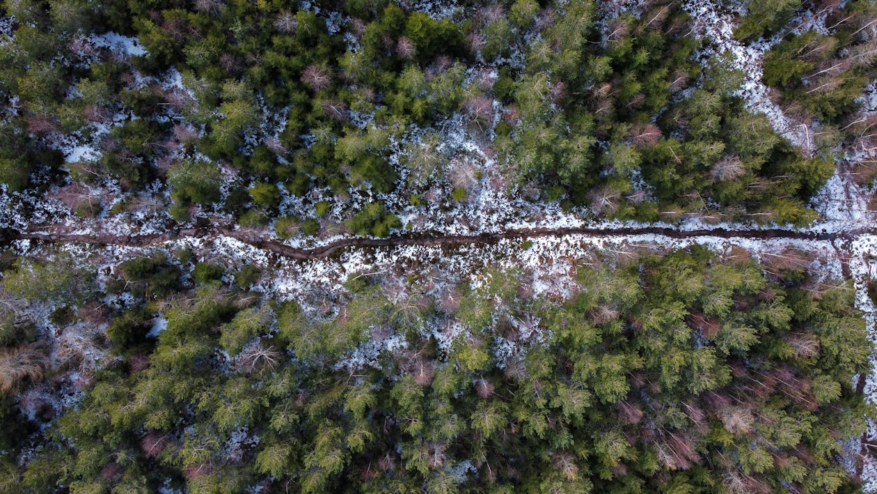 Pathway Surrounded By Trees