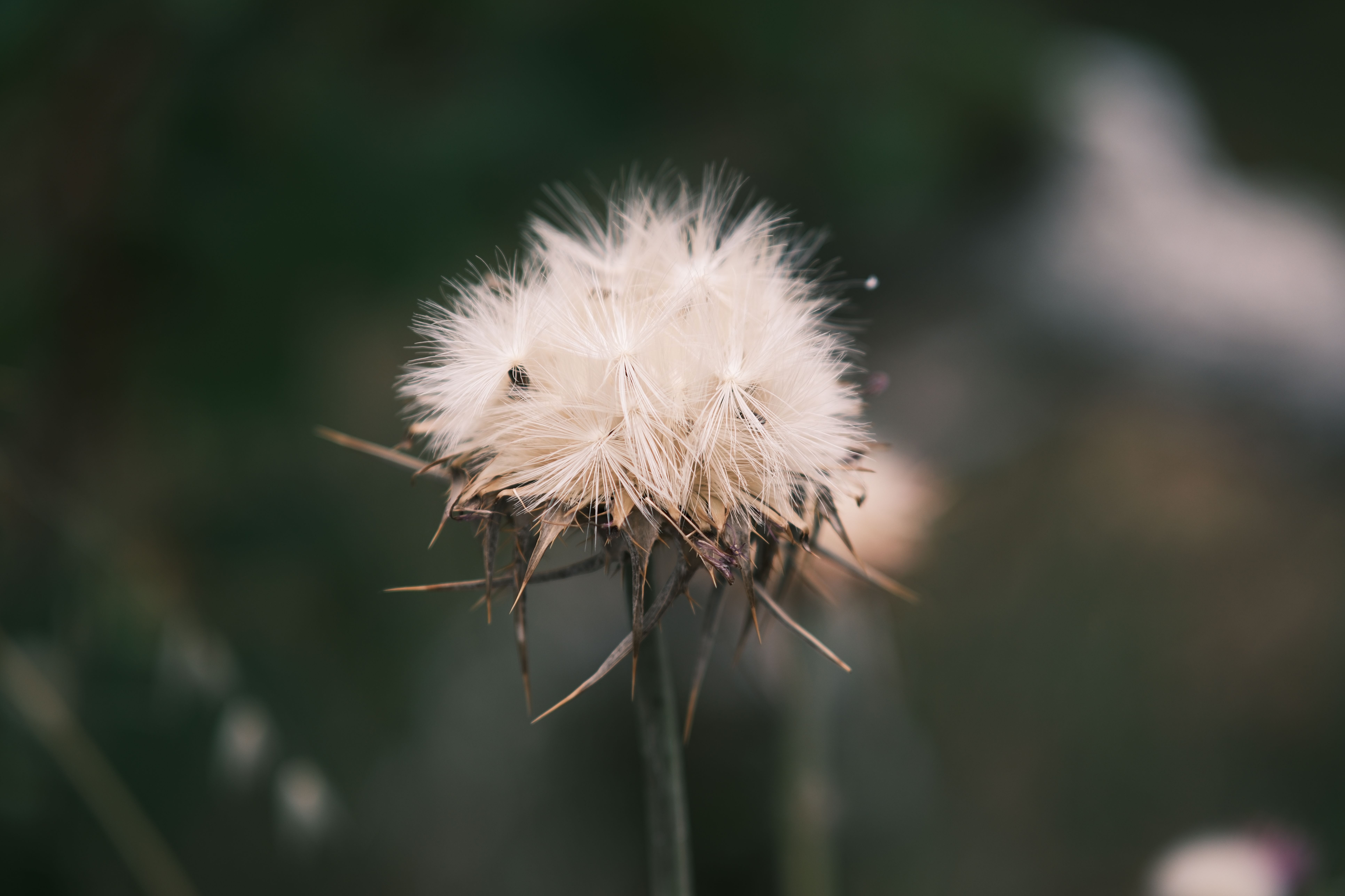 the best time to plant grass seed