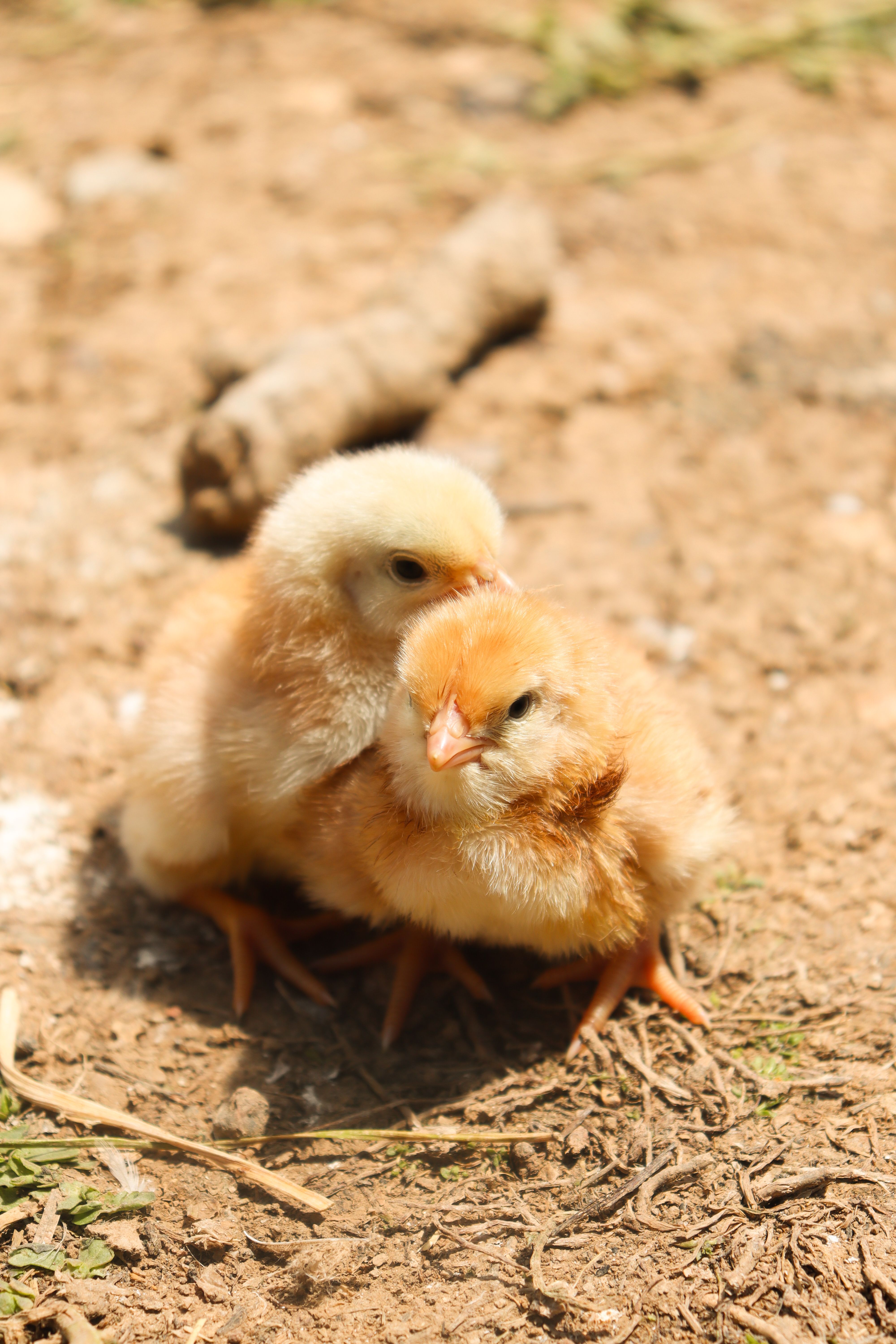 Foto de stock gratuita sobre adorable, al aire libre, amarillo, animal ...