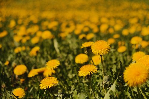 Free A lush field of yellow dandelions blooming under the sun in Lahti, Finland. Stock Photo