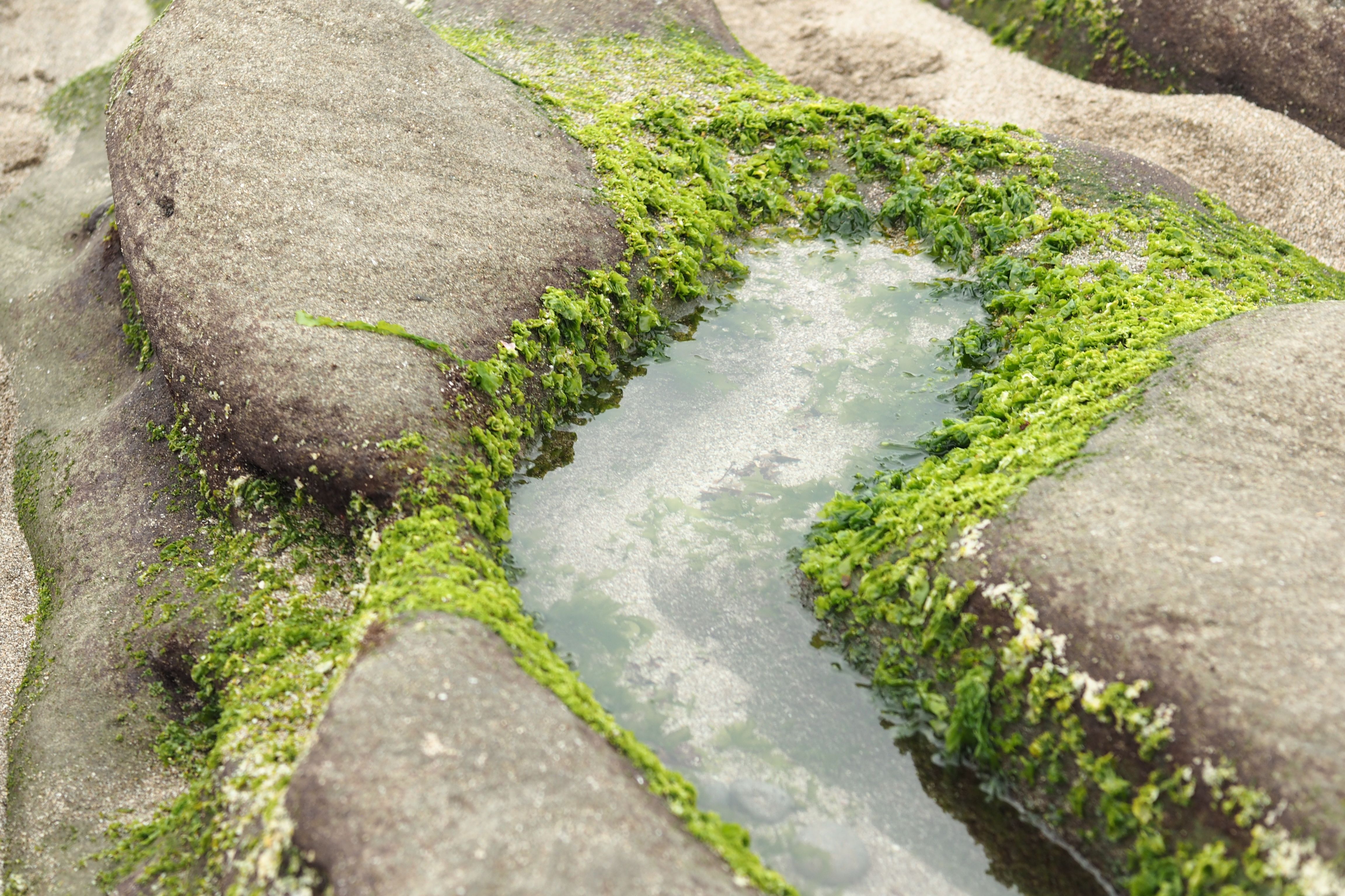 Clear rocky tide pool with algae and sunlight · Free Stock Photo