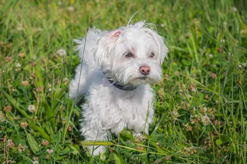 Otis - photo 1