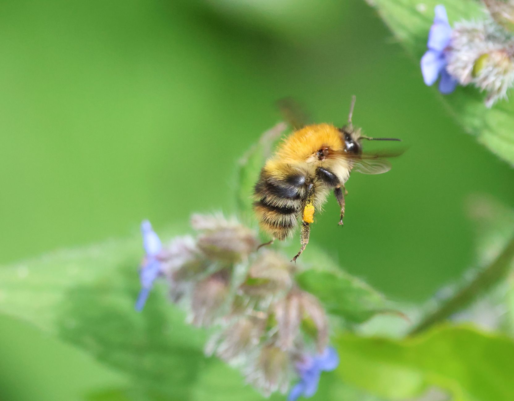 Bumblebee flying near blooming flowers in Dartford, England. Vibrant nature scene.
