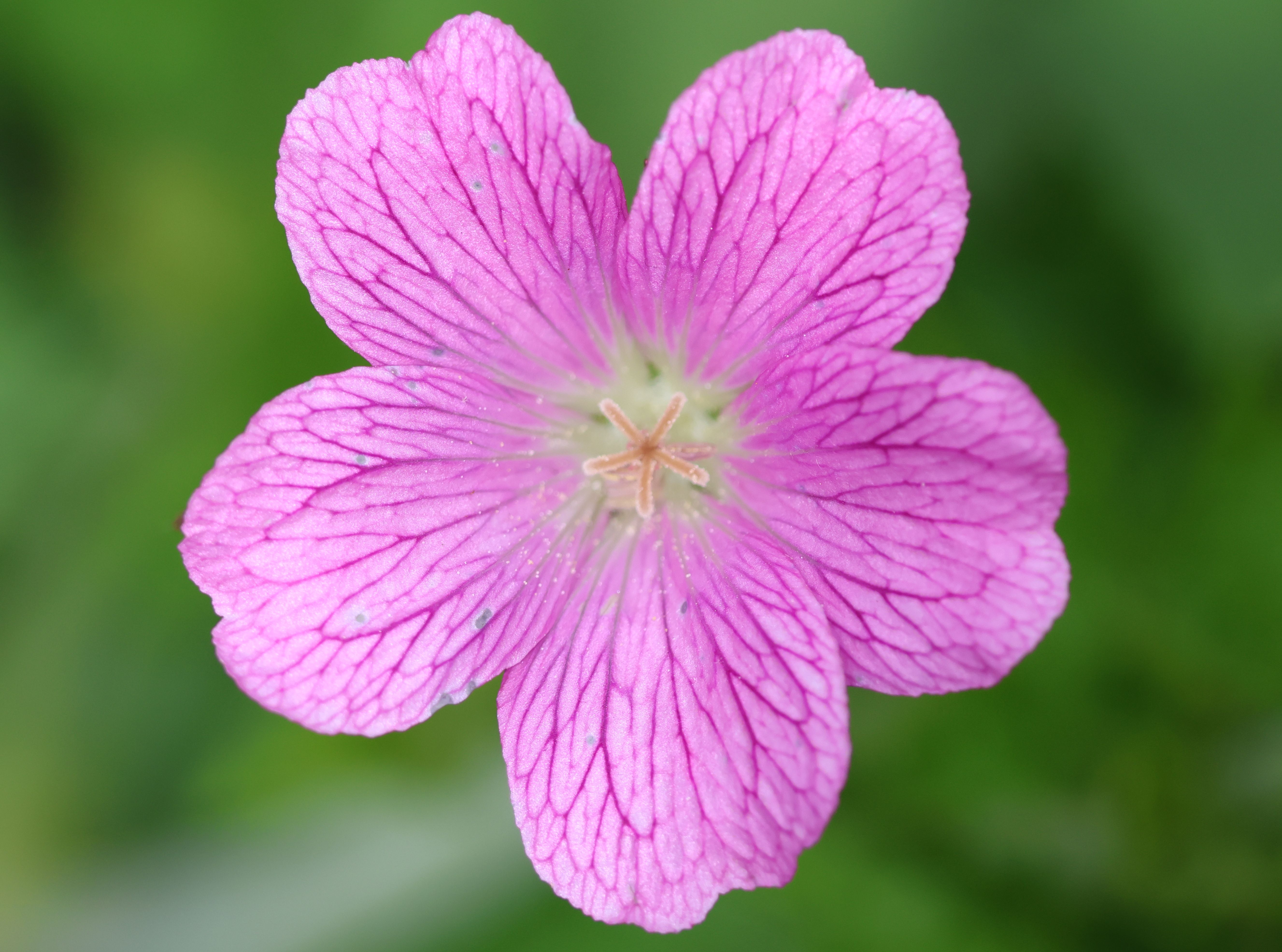 Close-up of a Pink Geranium Flower in Dartford · Free Stock Photo