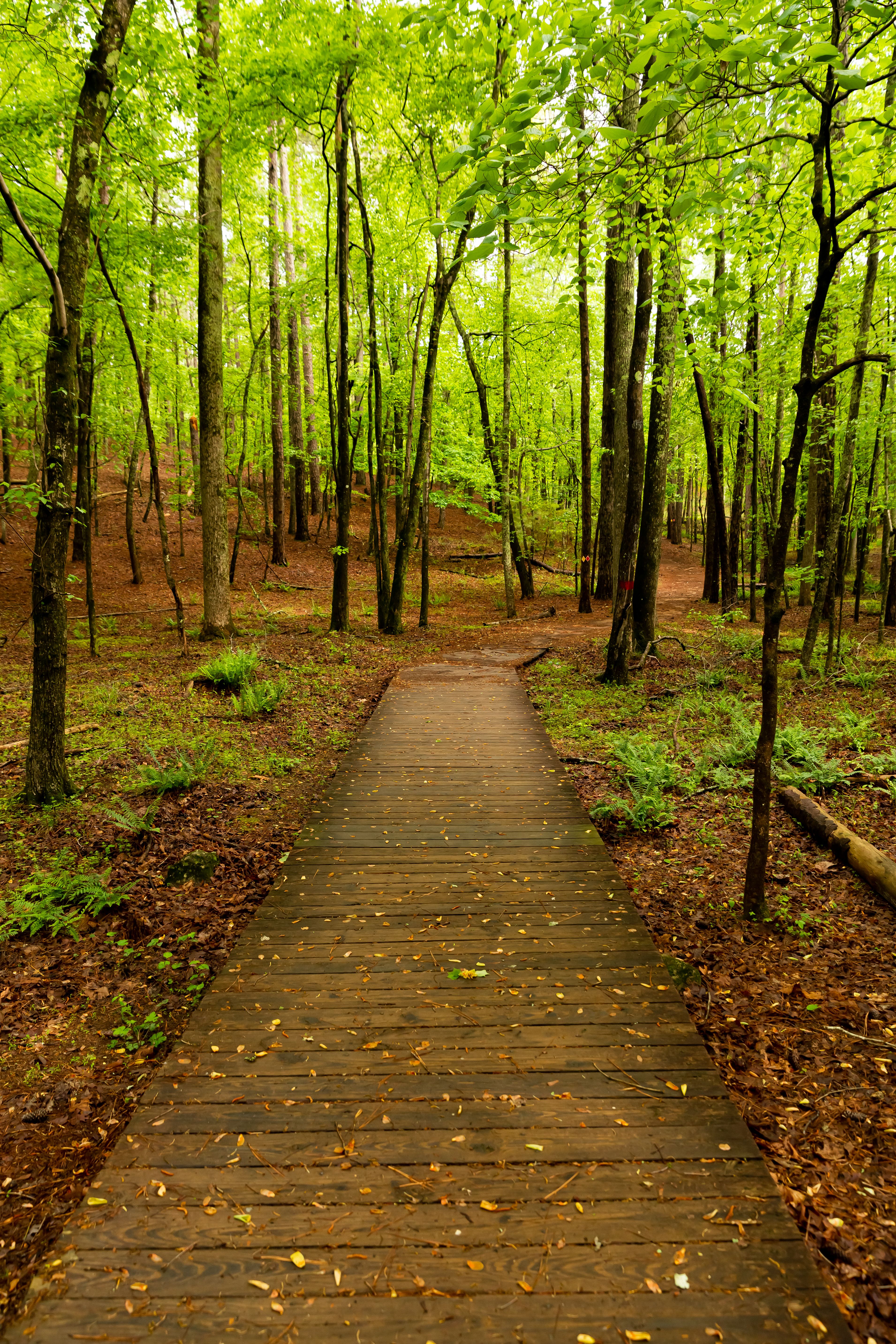Scenic Forest Trail in Vibrant Greenery · Free Stock Photo