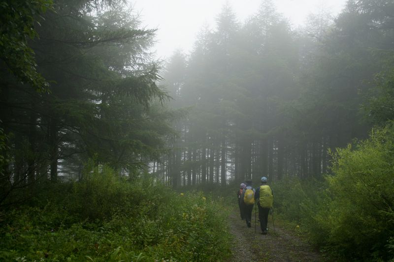 Hikers on a misty forest trail — photo by Jungsik Kwak on Pexels