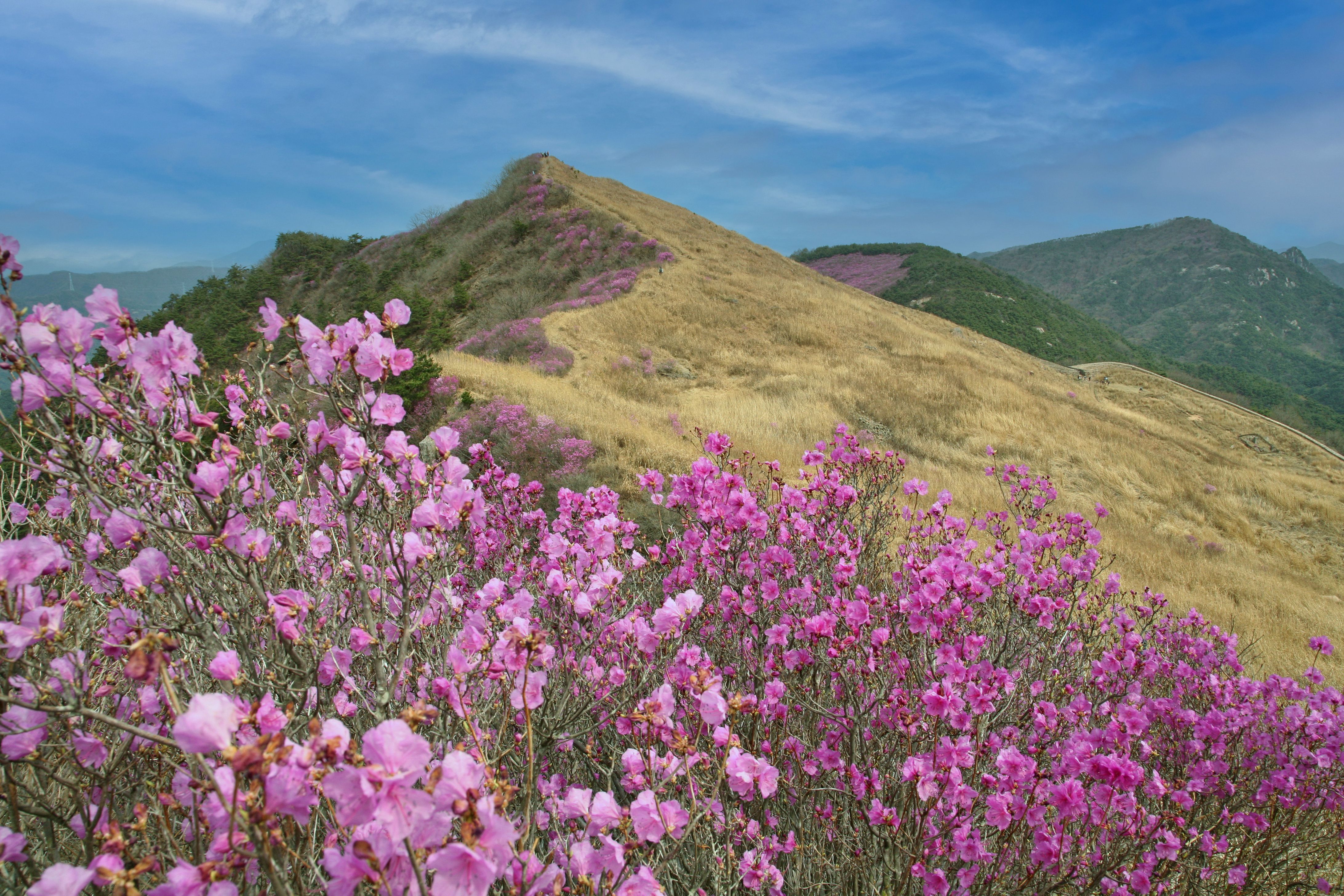 A breathtaking view of a mountain slope covered with vibrant pink flowers under a clear blue sky.