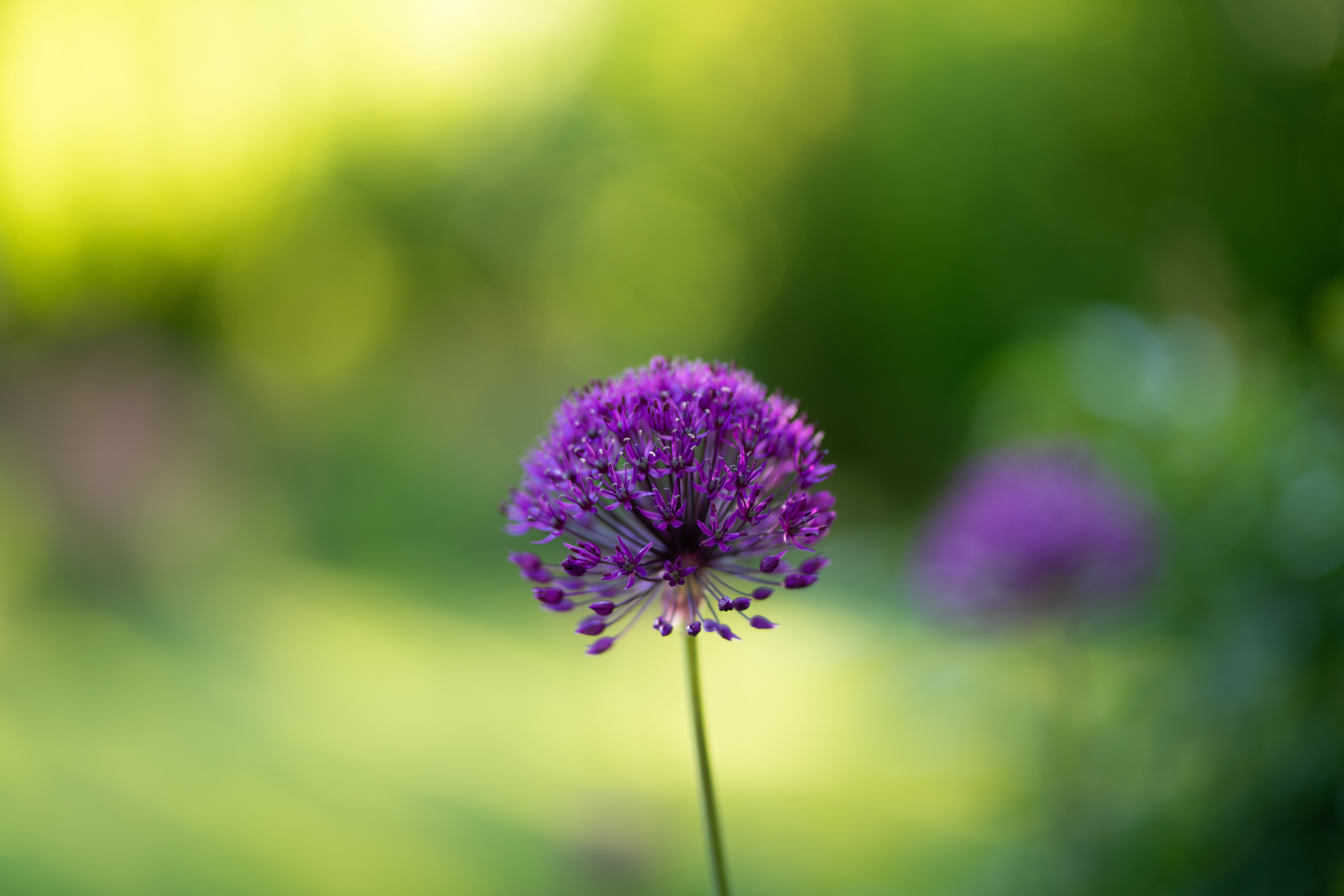 Close-up of a vivid purple allium flower blooming in a sunlit garden.